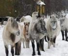 Sibirya'da kaynaklanan Yakutian at